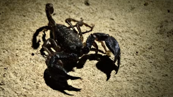 scorpion