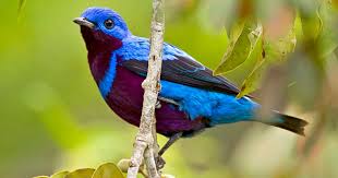 birds