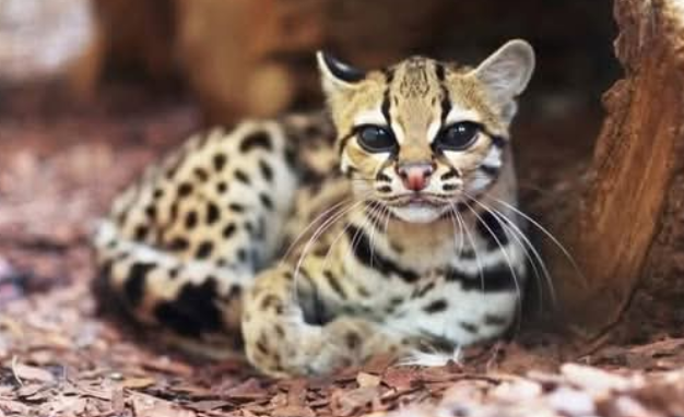 margay macska